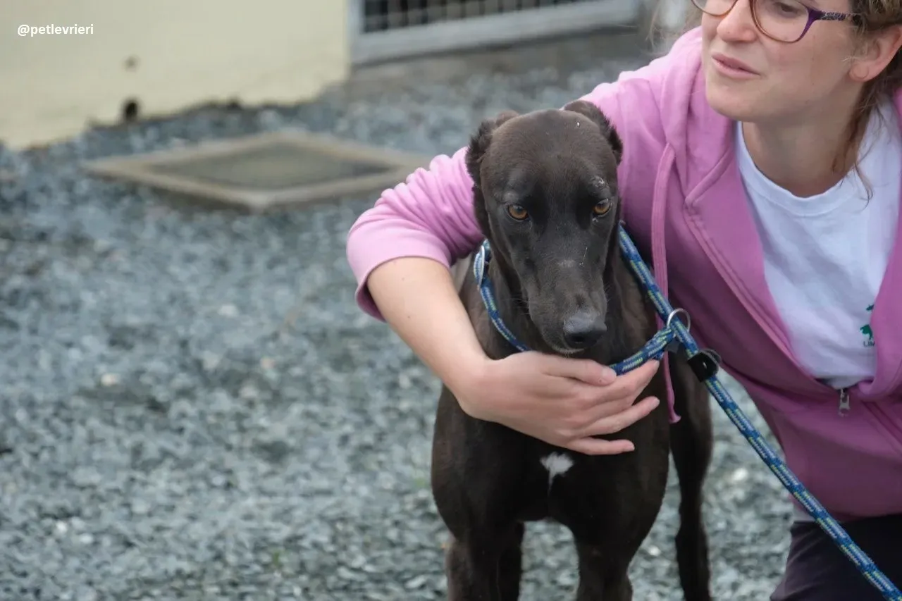 gin adozione greyhound 12