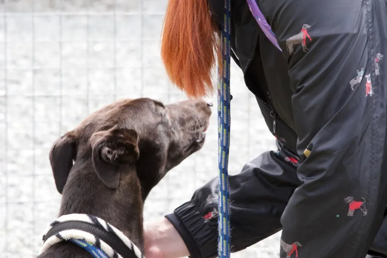 gin adozione greyhound 2