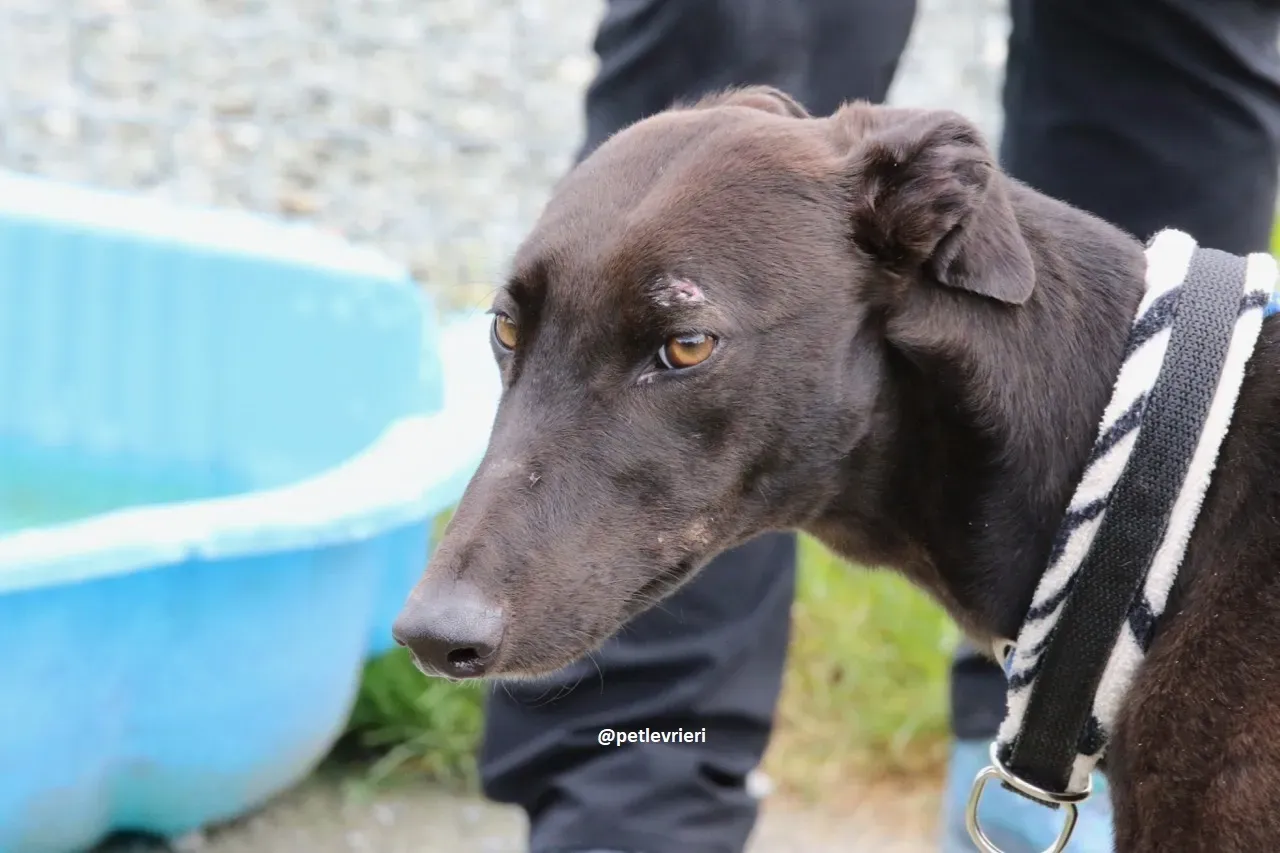 gin adozione greyhound 3