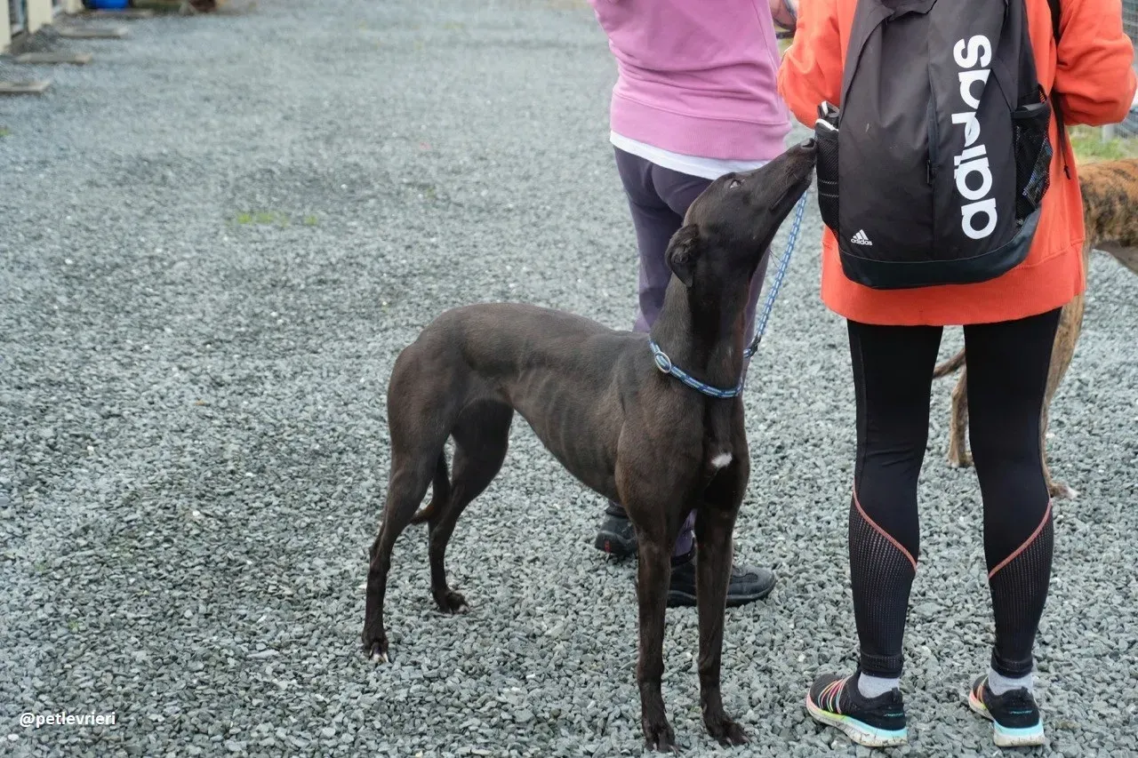 gin adozione greyhound 4