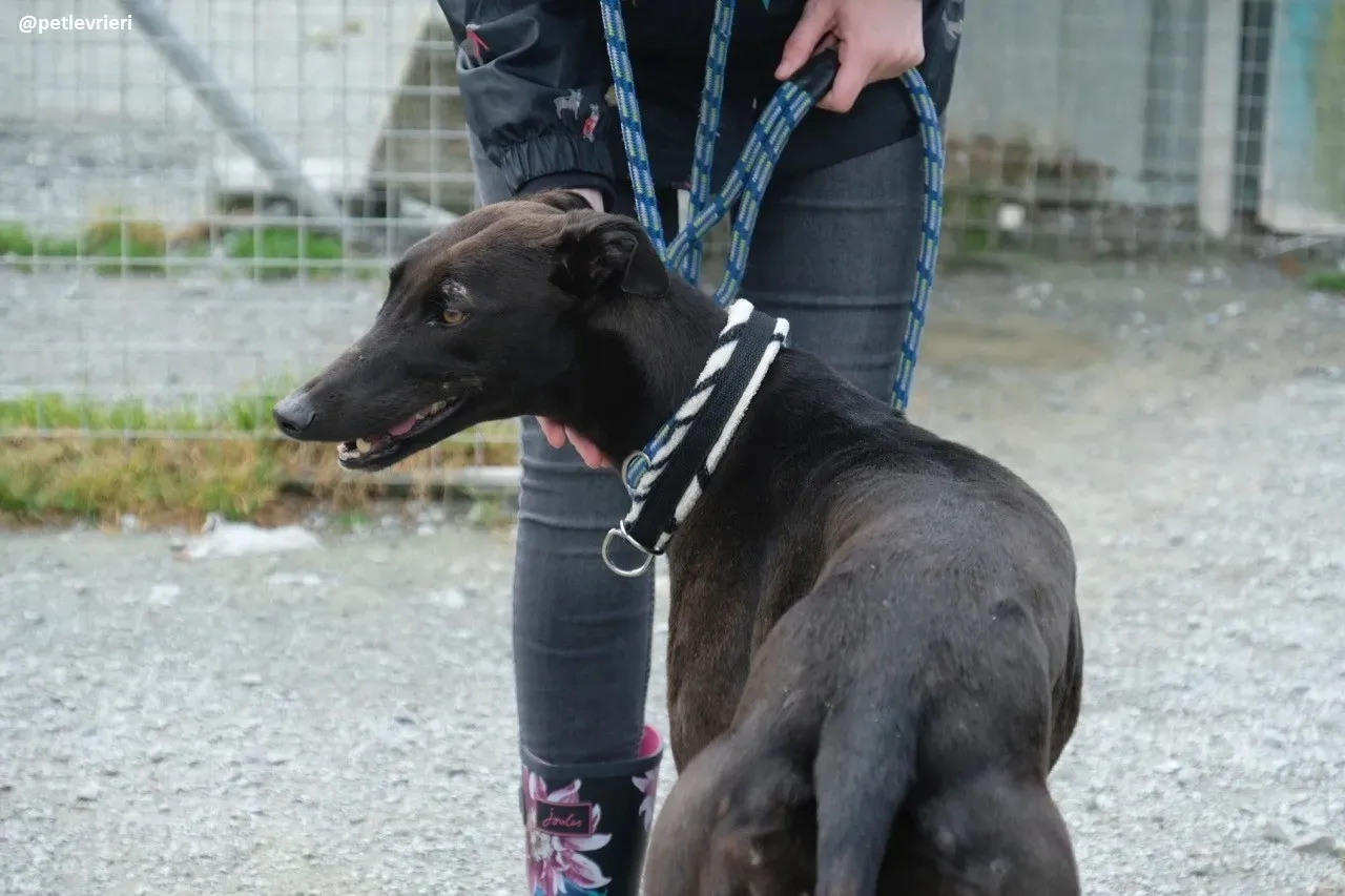 gin adozione greyhound 5