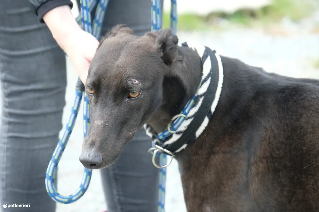 gin adozione greyhound 6