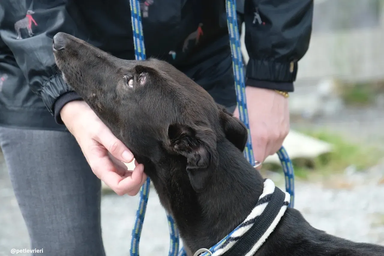 gin adozione greyhound 7