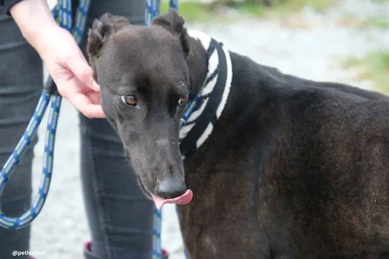 gin adozione greyhound 8