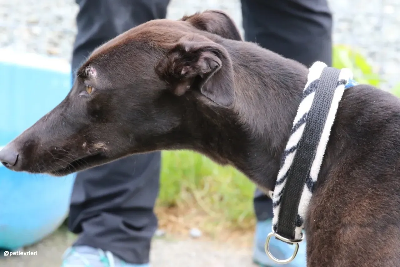 gin adozione greyhound