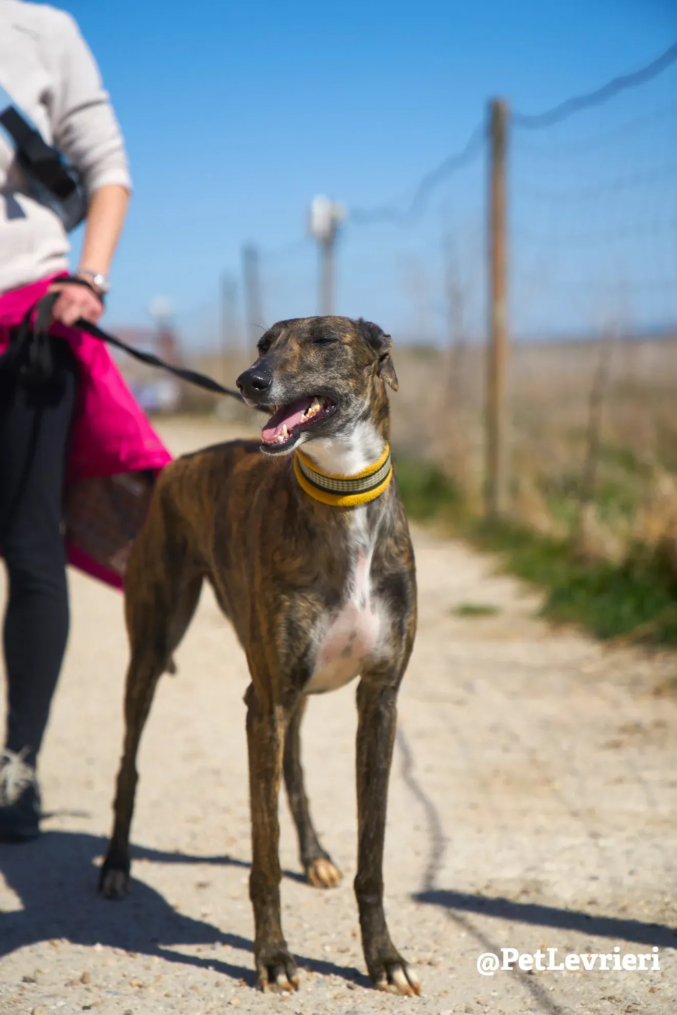 ginevra adozione galgo 1