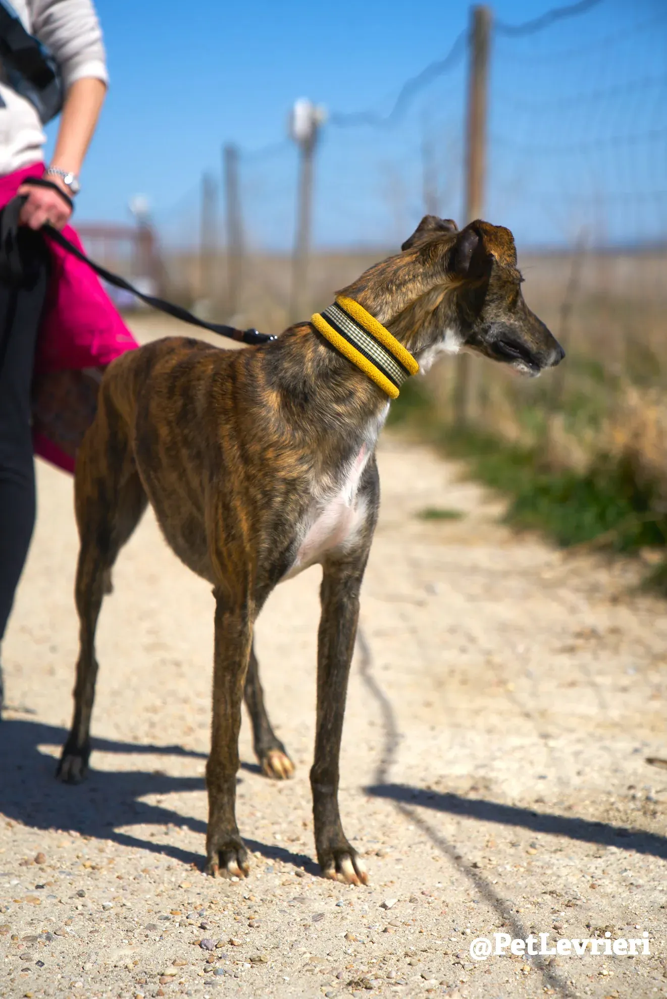ginevra adozione galgo 2
