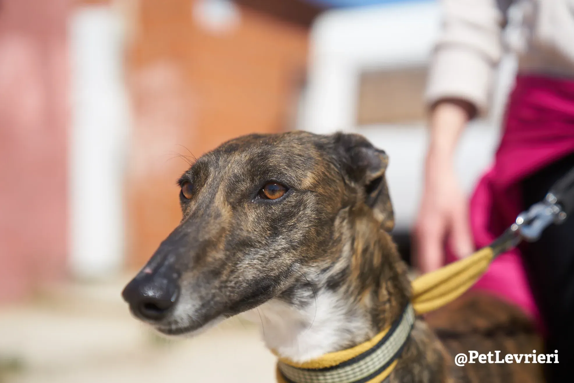 ginevra adozione galgo 3