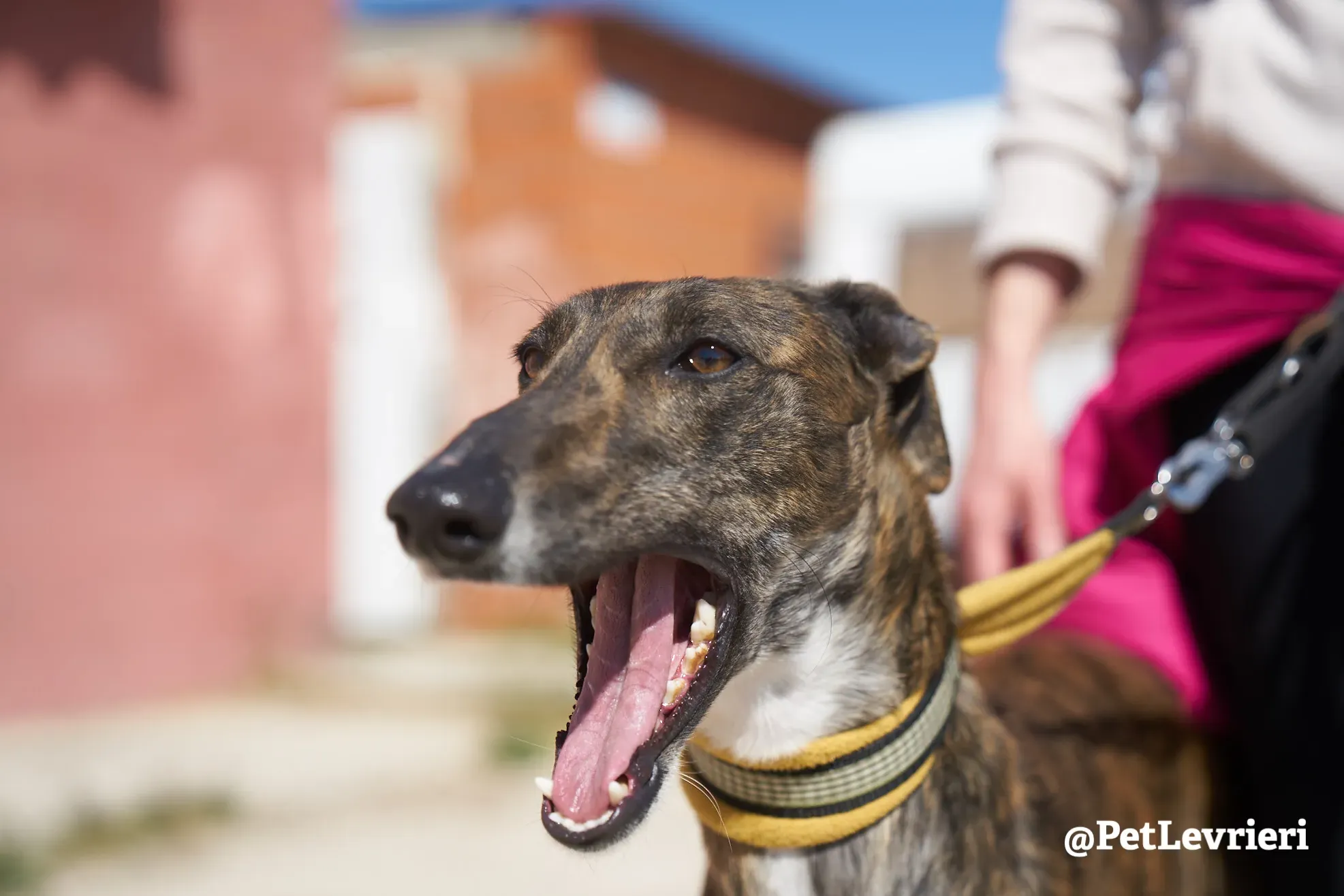 ginevra adozione galgo 4