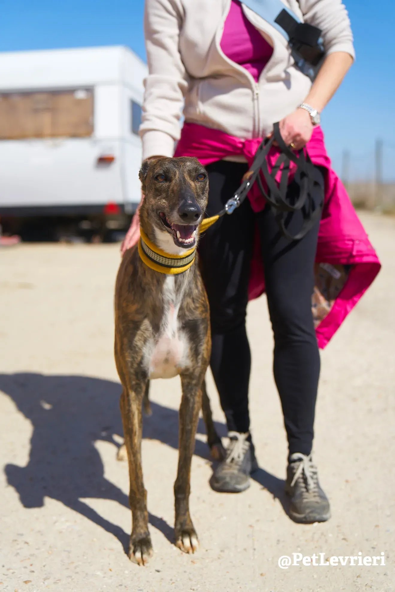 ginevra adozione galgo 6