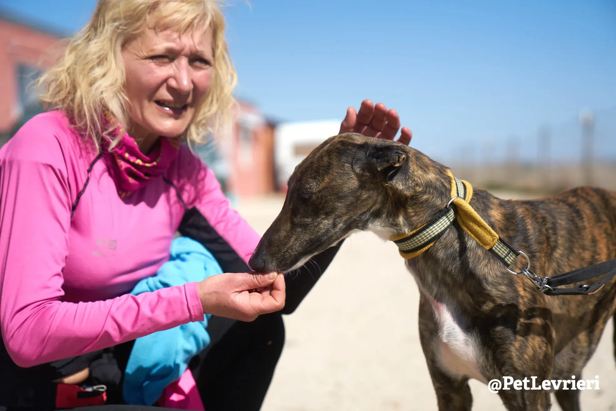 ginevra adozione galgo 9