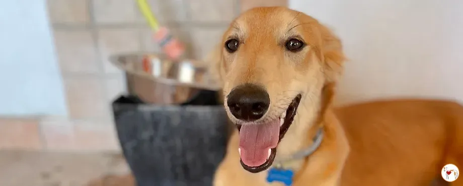 gino lurcher cucciolo greyhound saluki adozione foster 00 copertina nuova