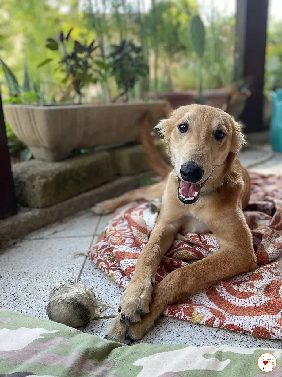 gino lurcher cucciolo greyhound saluki adozione foster 06