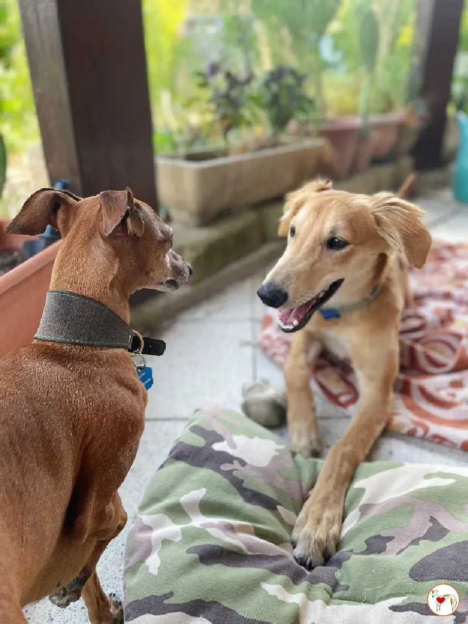 gino lurcher cucciolo greyhound saluki adozione foster 07