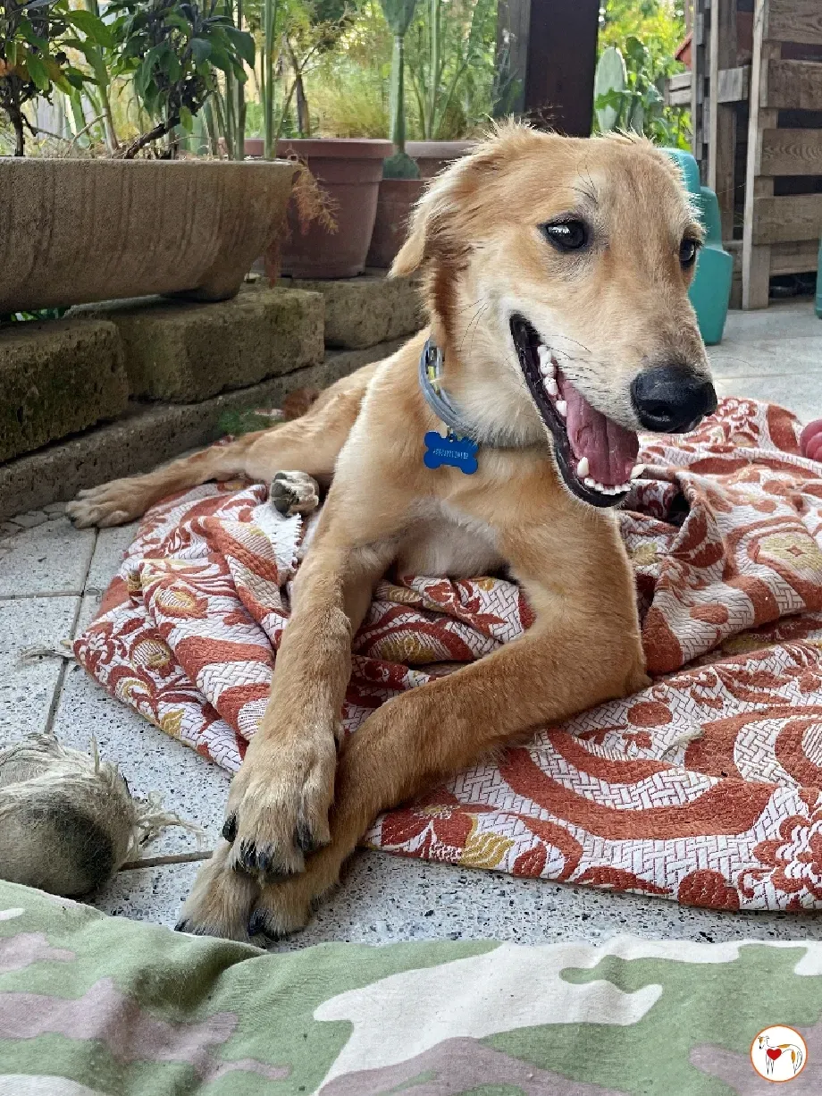 gino lurcher cucciolo greyhound saluki adozione foster 08