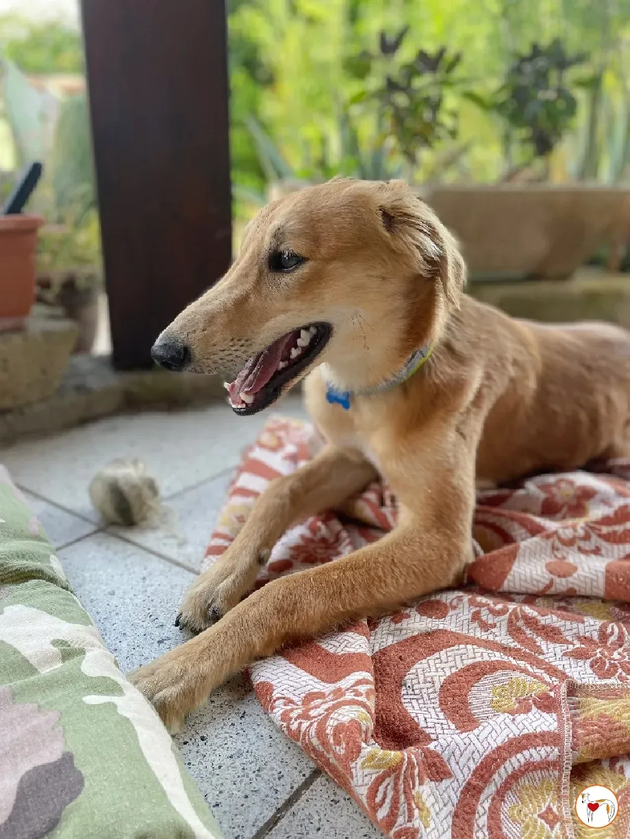 gino lurcher cucciolo greyhound saluki adozione foster 09