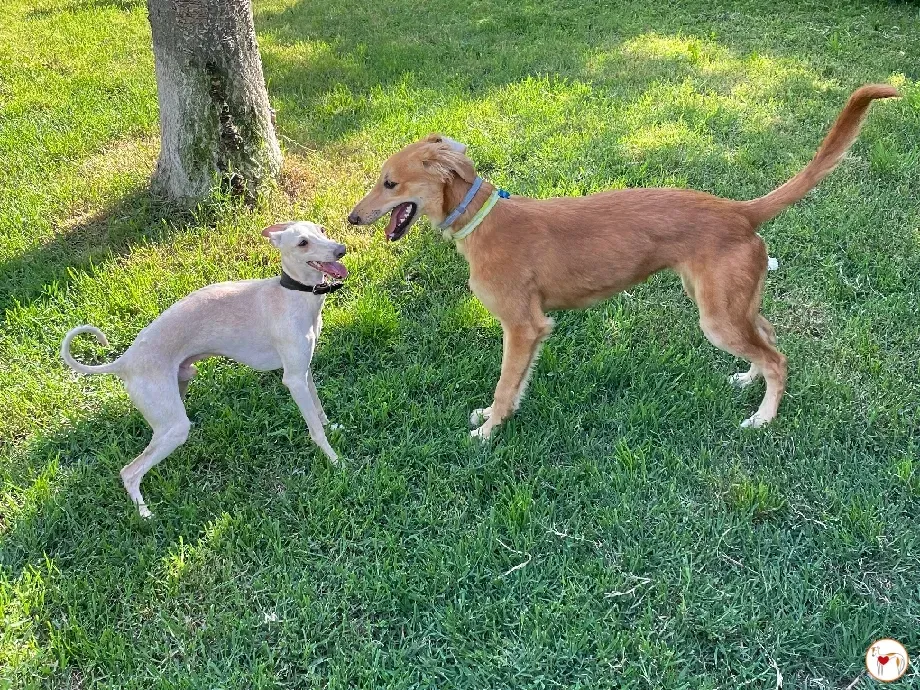 gino lurcher cucciolo greyhound saluki adozione foster 10