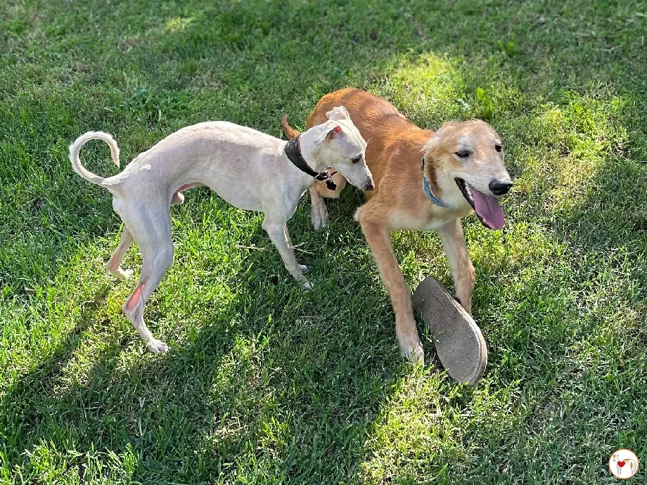 gino lurcher cucciolo greyhound saluki adozione foster 11