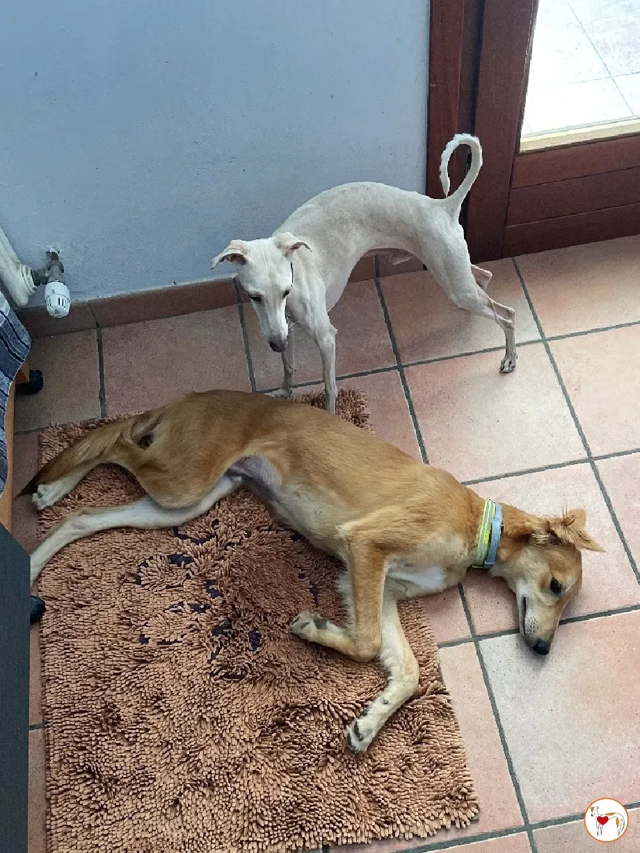gino lurcher cucciolo greyhound saluki adozione foster 12