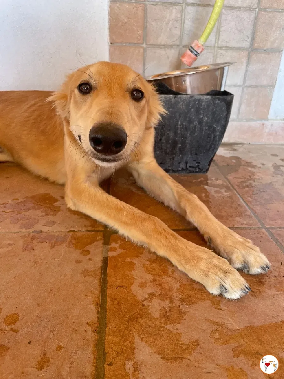 gino lurcher cucciolo greyhound saluki adozione foster 13