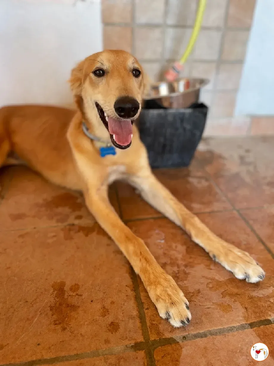 gino lurcher cucciolo greyhound saluki adozione foster 14