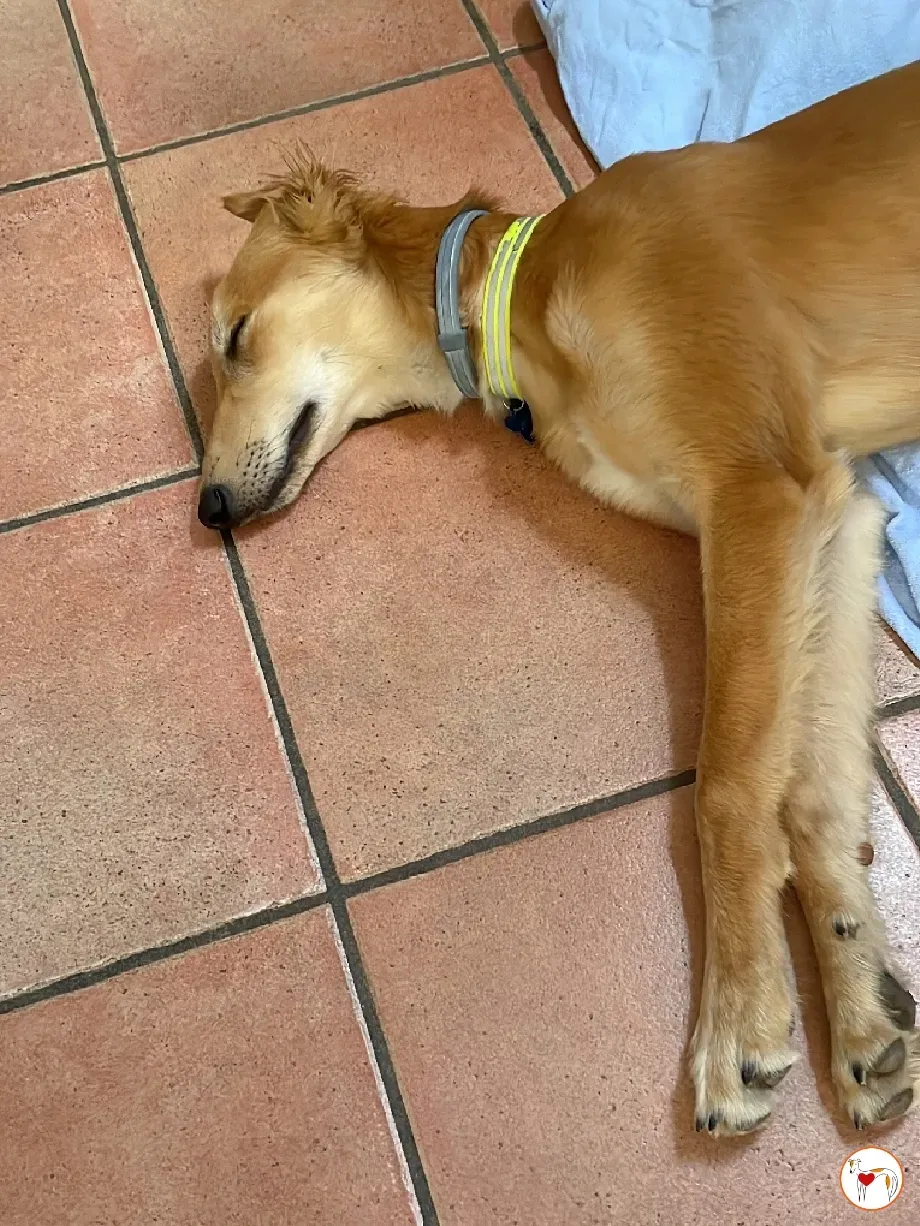 gino lurcher cucciolo greyhound saluki adozione foster 16
