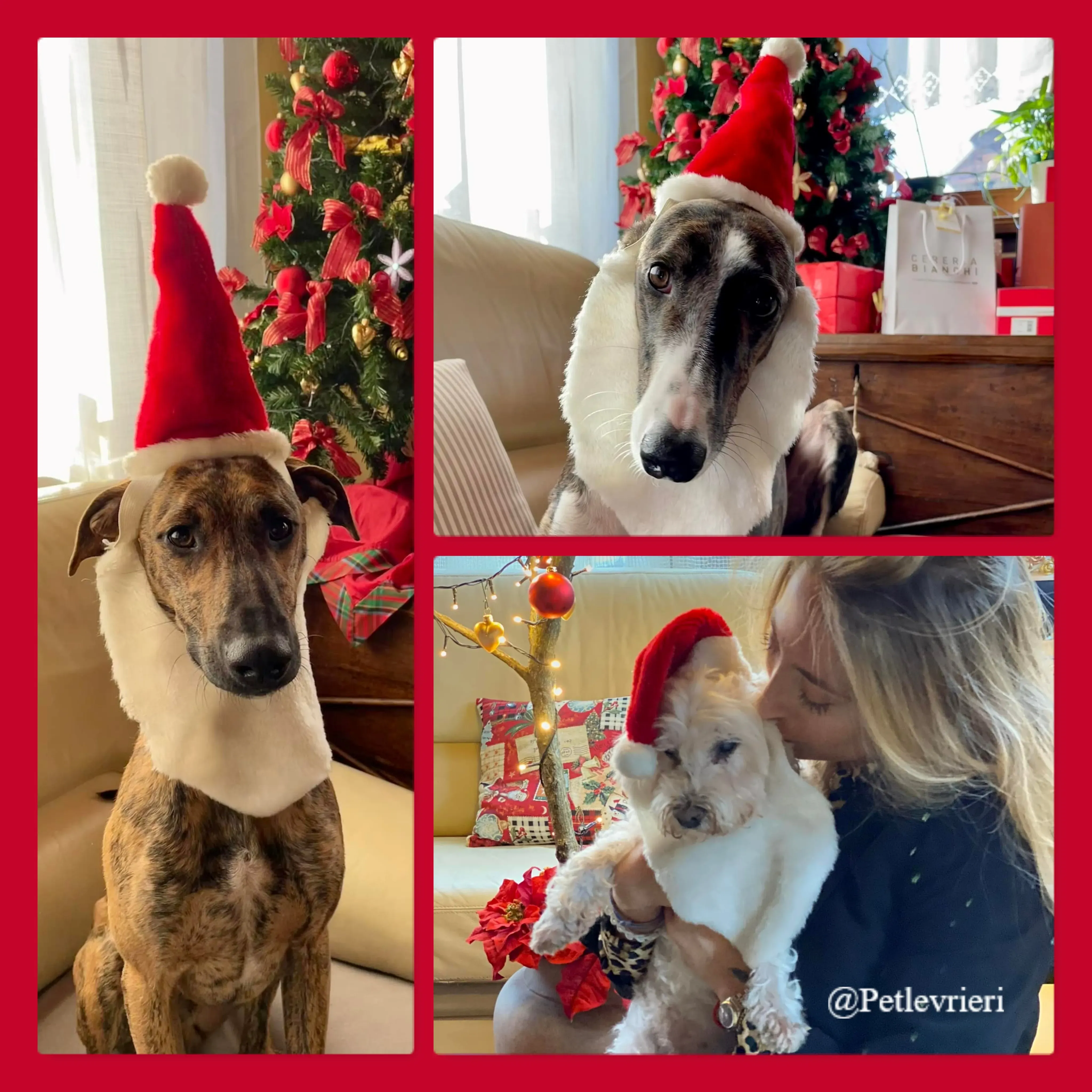 giotto modigliani bombo pet levrieri natale 2021