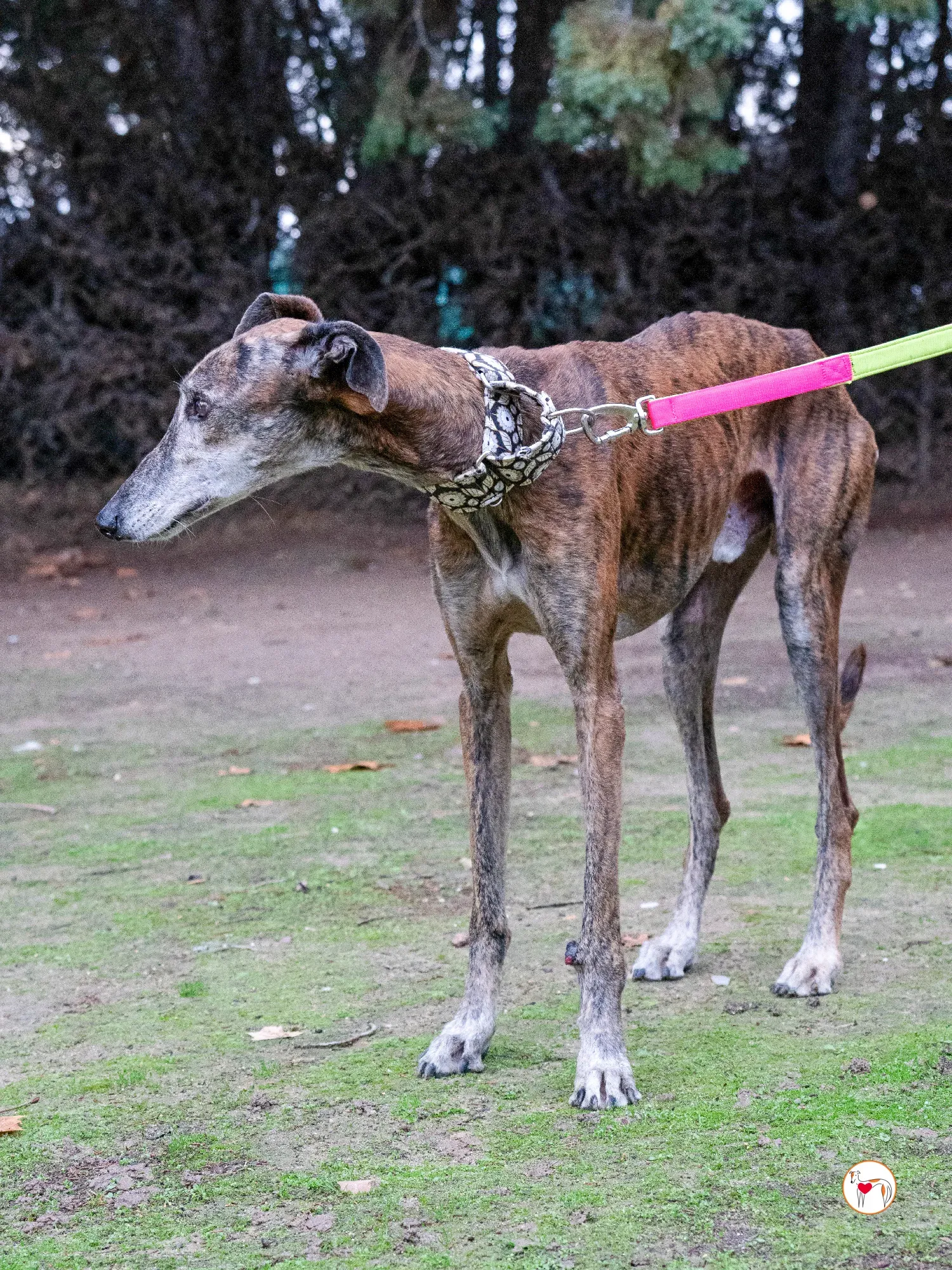 gizmo galgo adozione 1