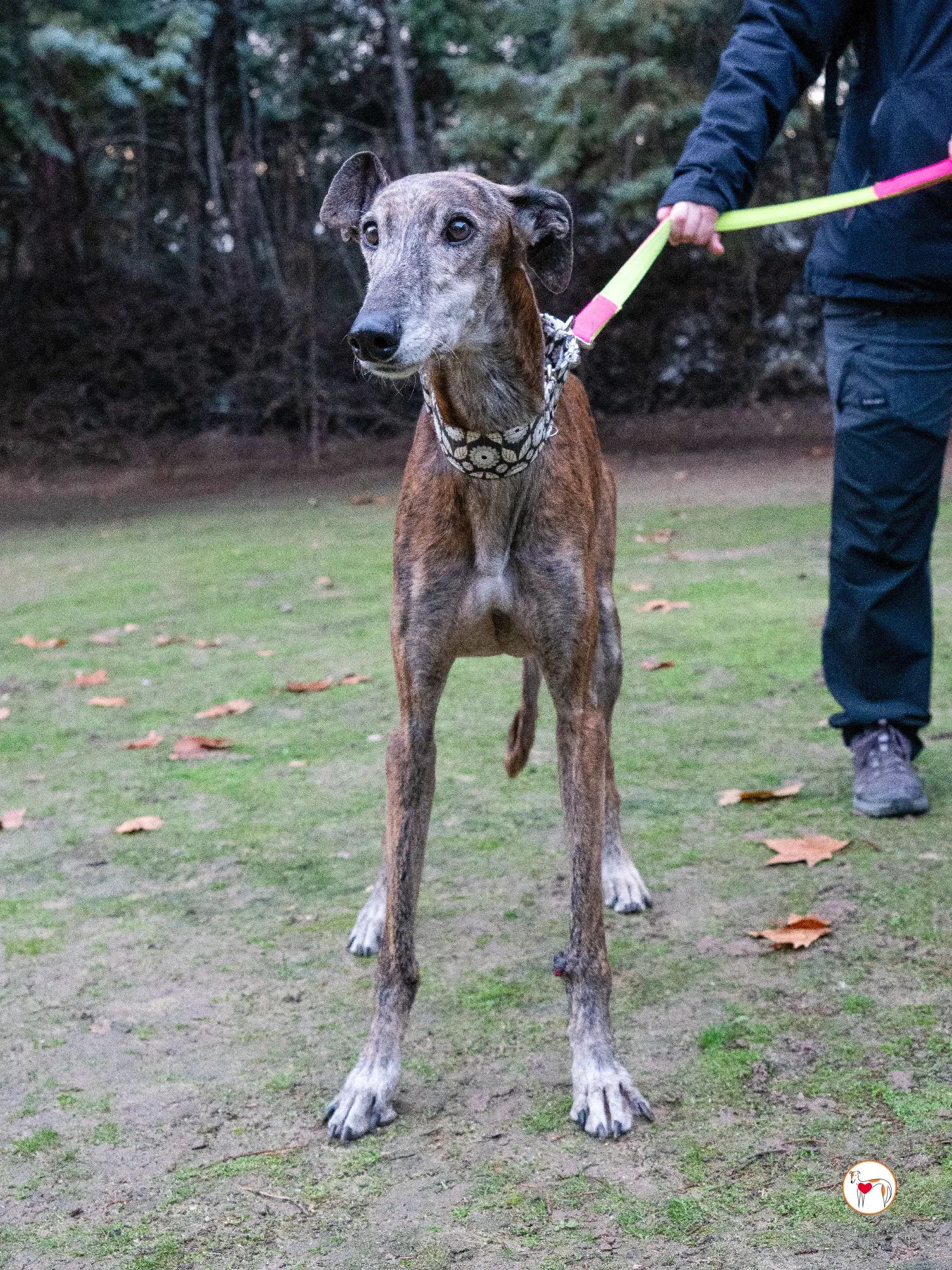 gizmo galgo adozione 10