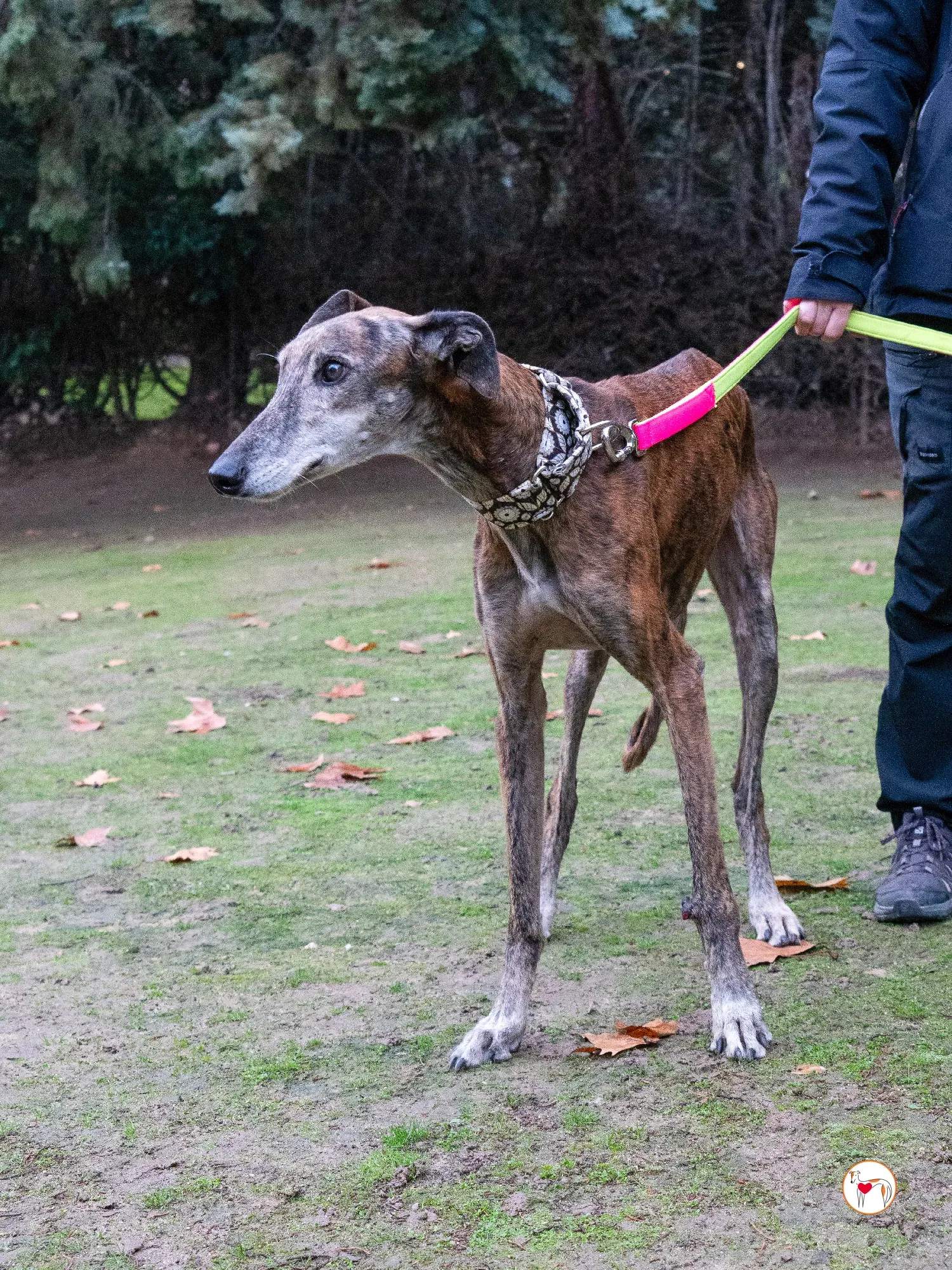 gizmo galgo adozione 11