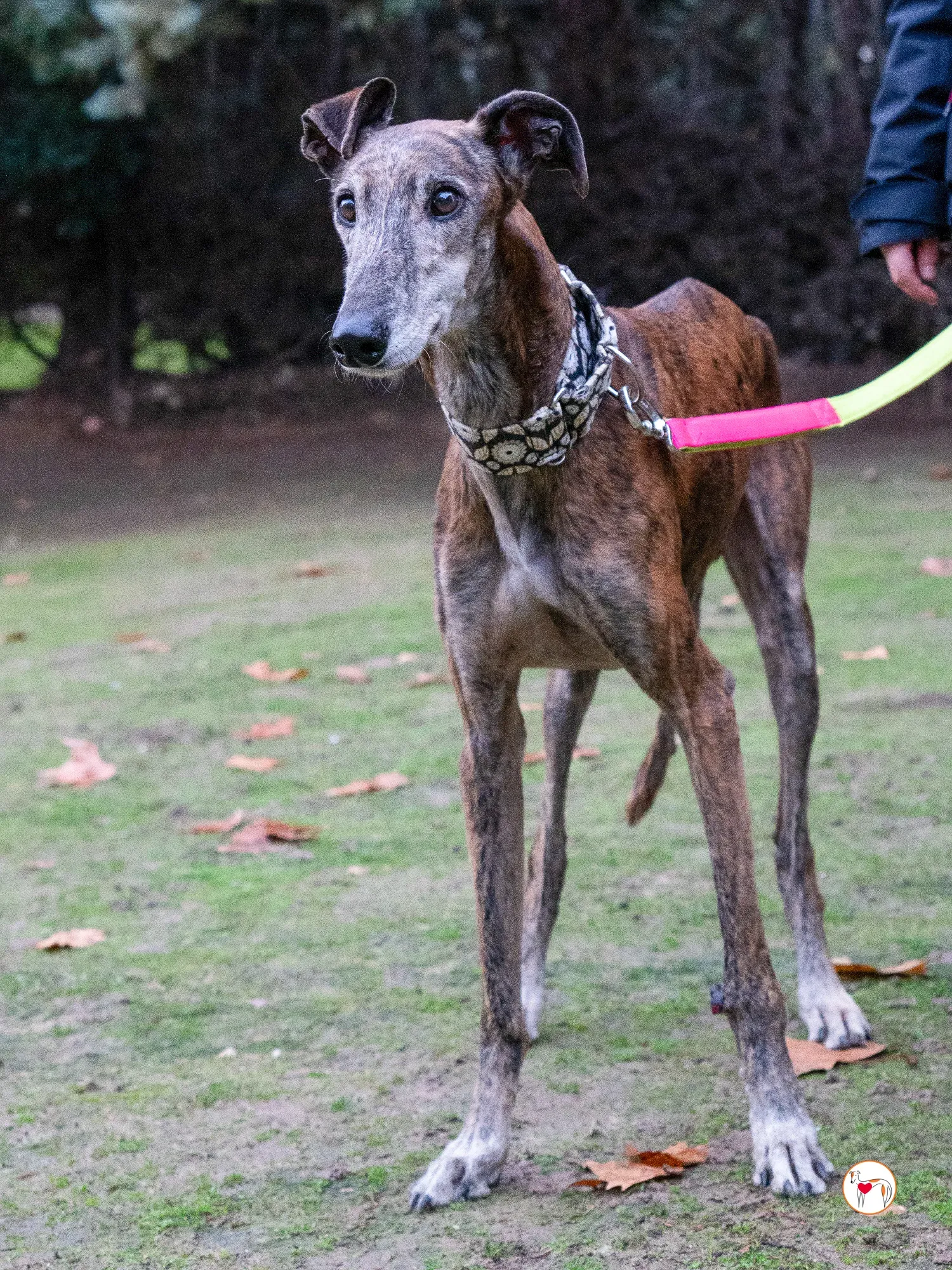 gizmo galgo adozione 12