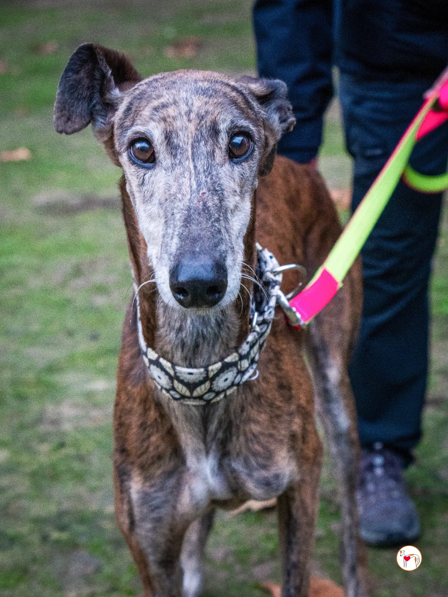 gizmo galgo adozione 13