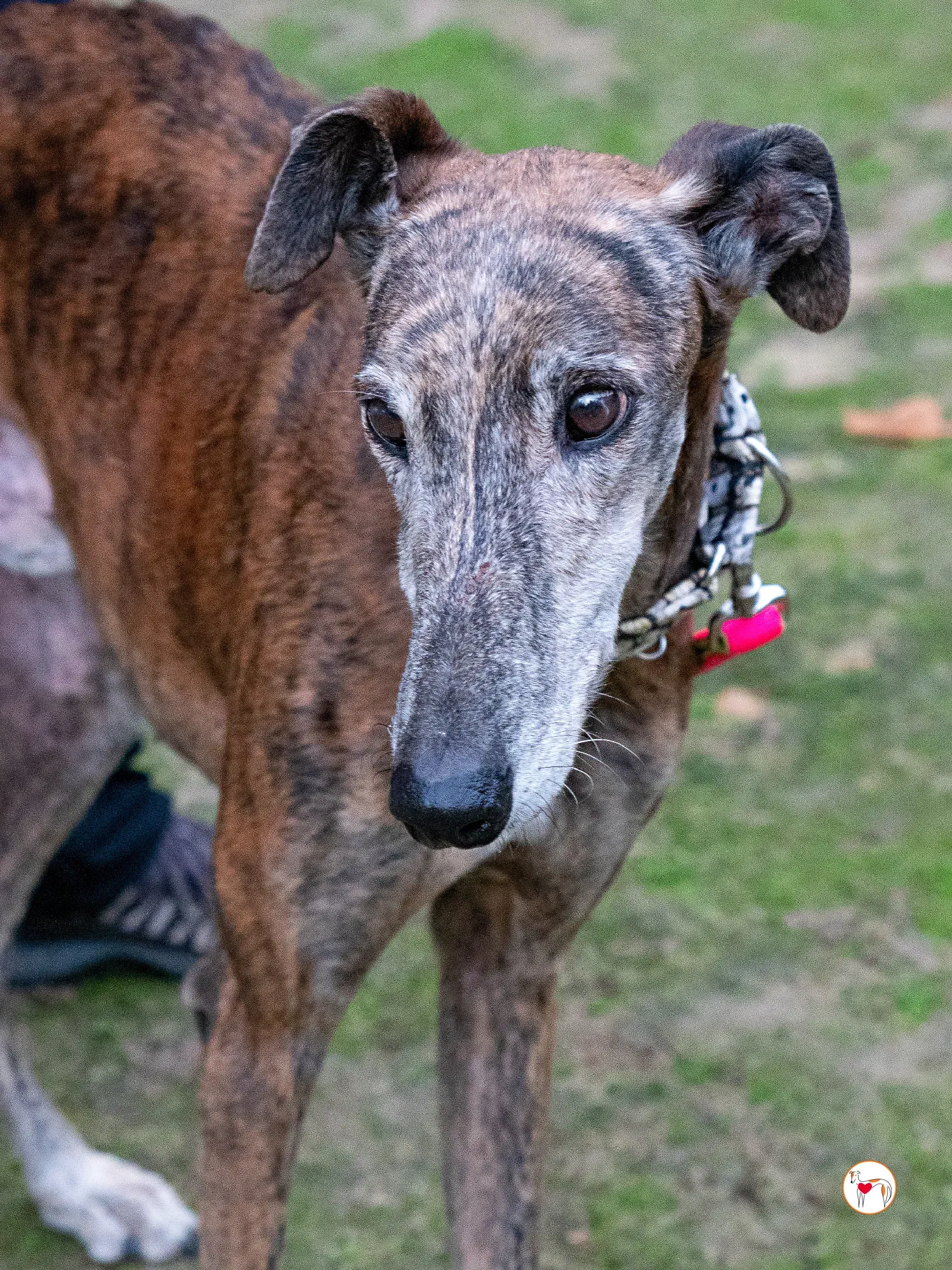 gizmo galgo adozione 14