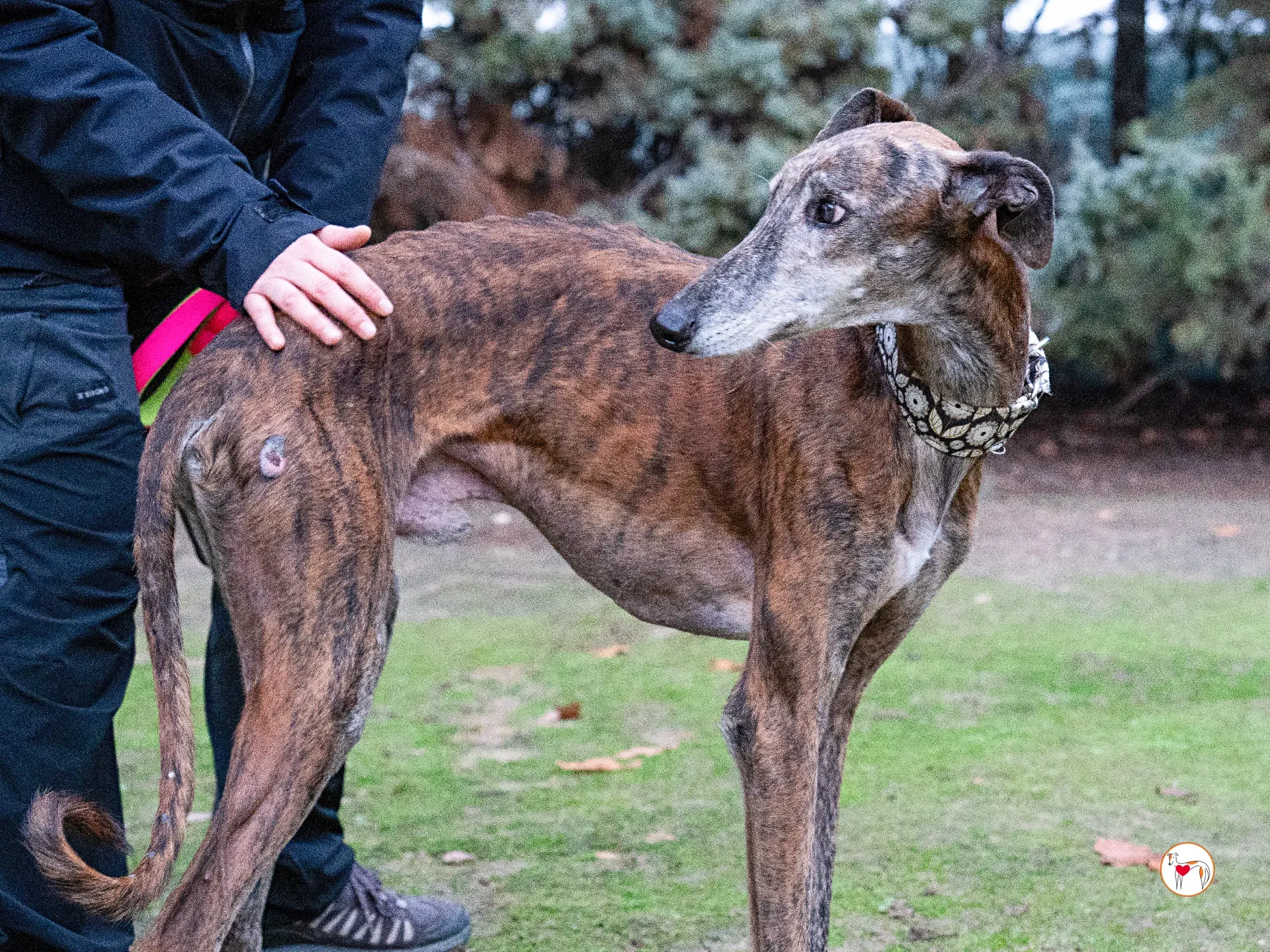 gizmo galgo adozione 15