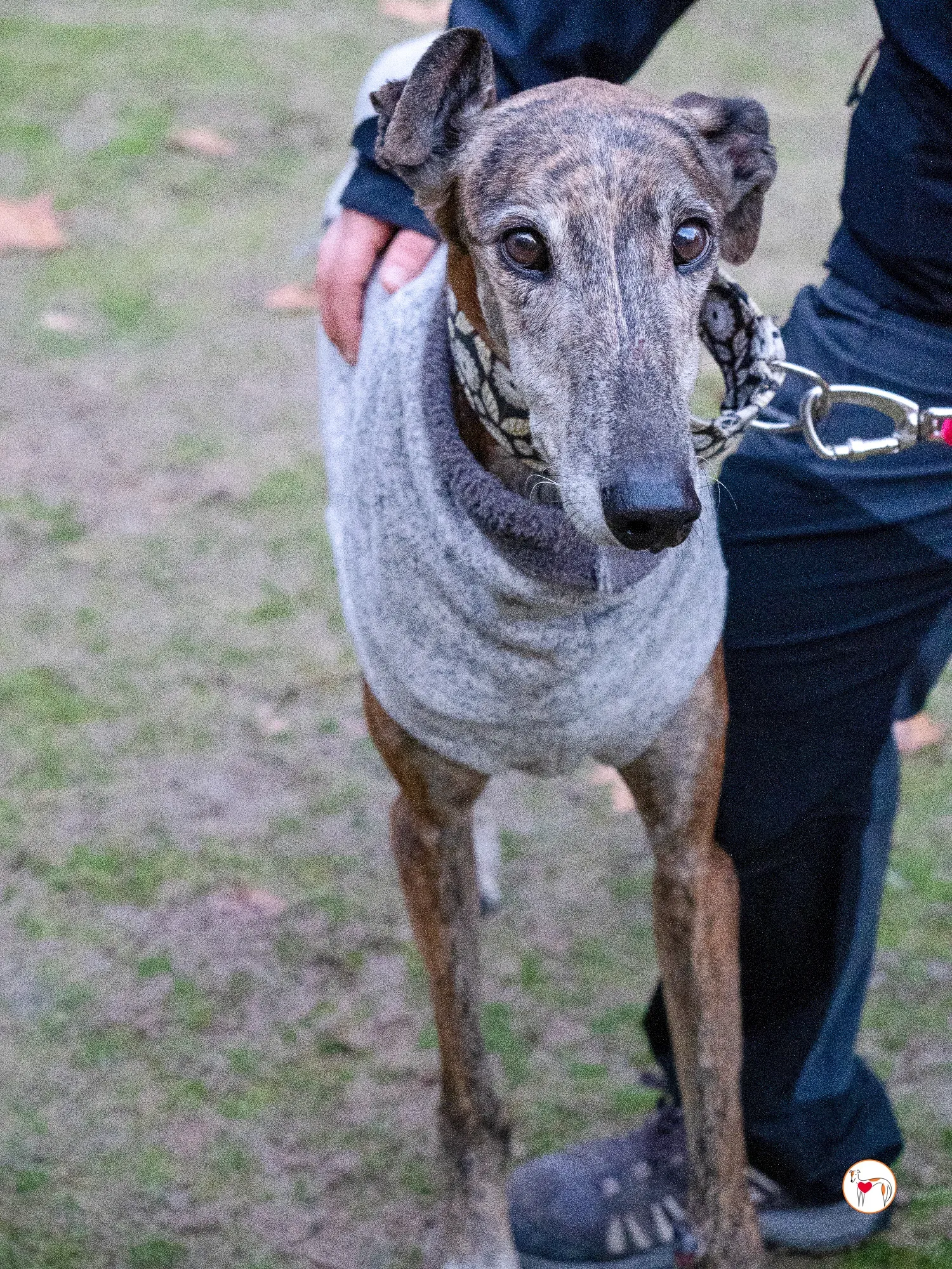 gizmo galgo adozione 16