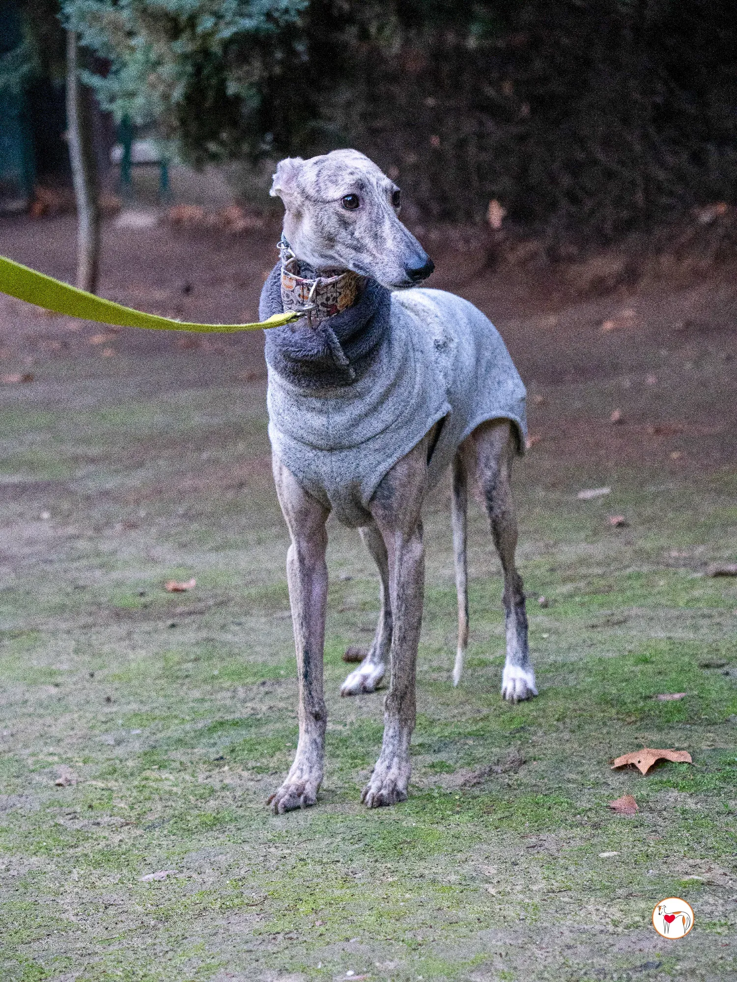 gizmo galgo adozione 17