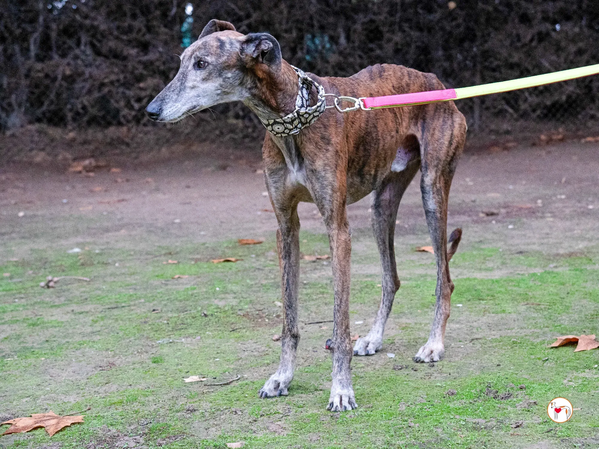 gizmo galgo adozione 2