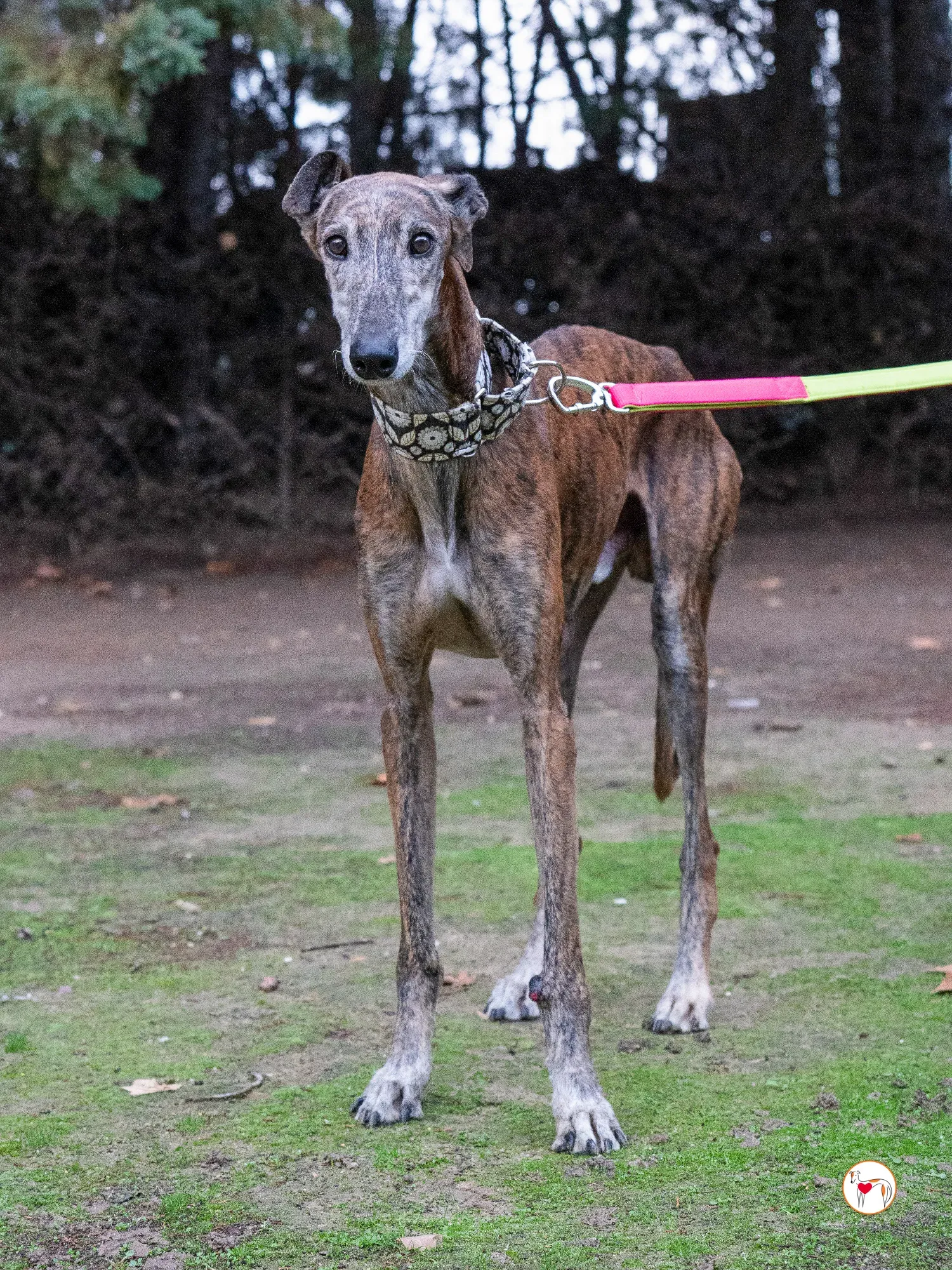 gizmo galgo adozione 3