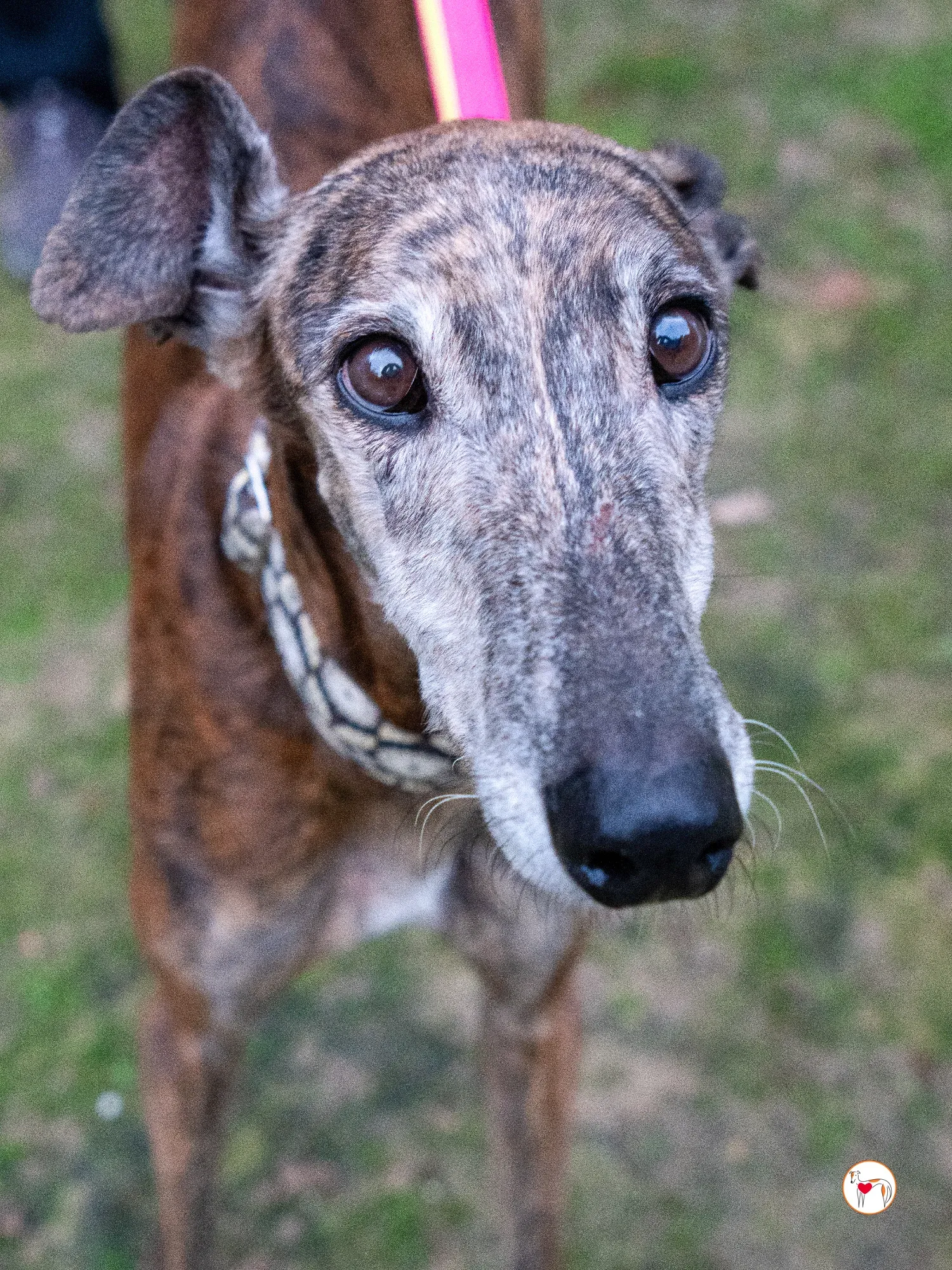 gizmo galgo adozione 4