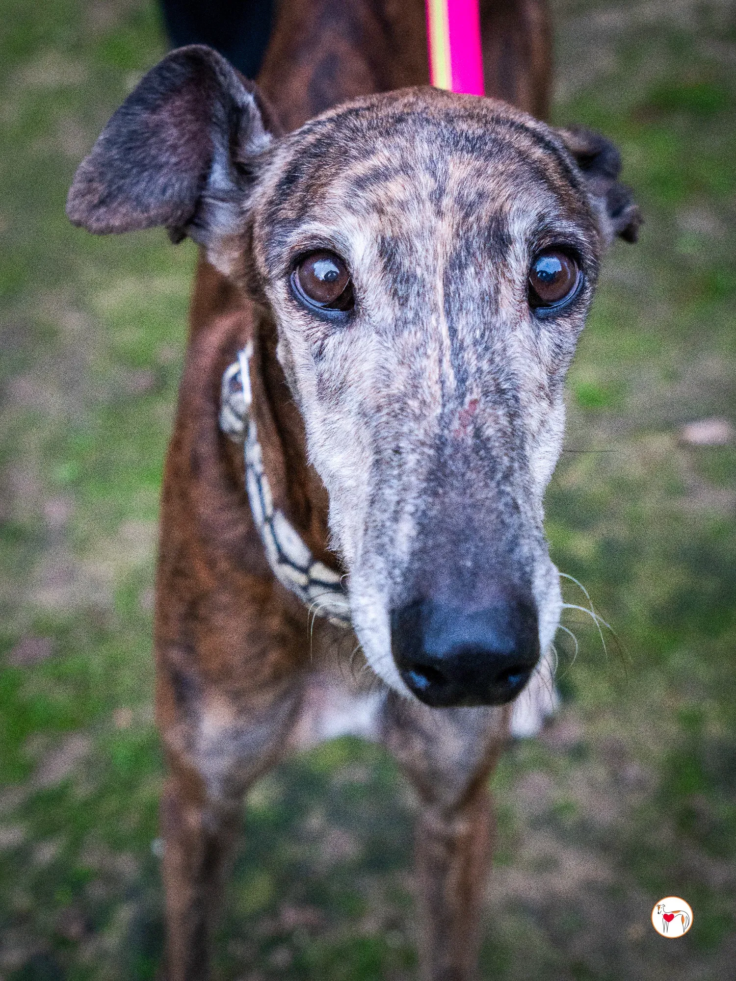 gizmo galgo adozione 5