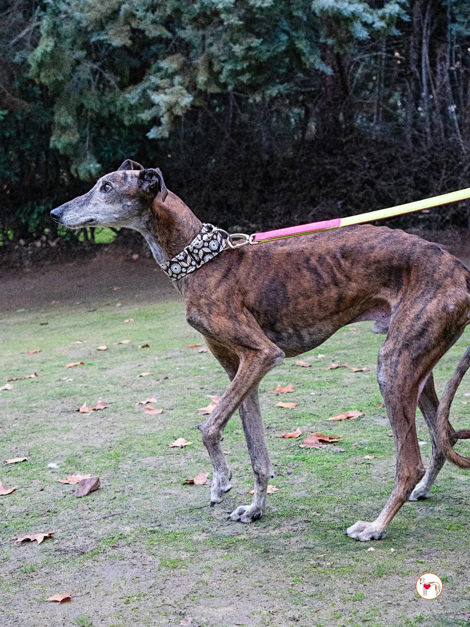 gizmo galgo adozione 6