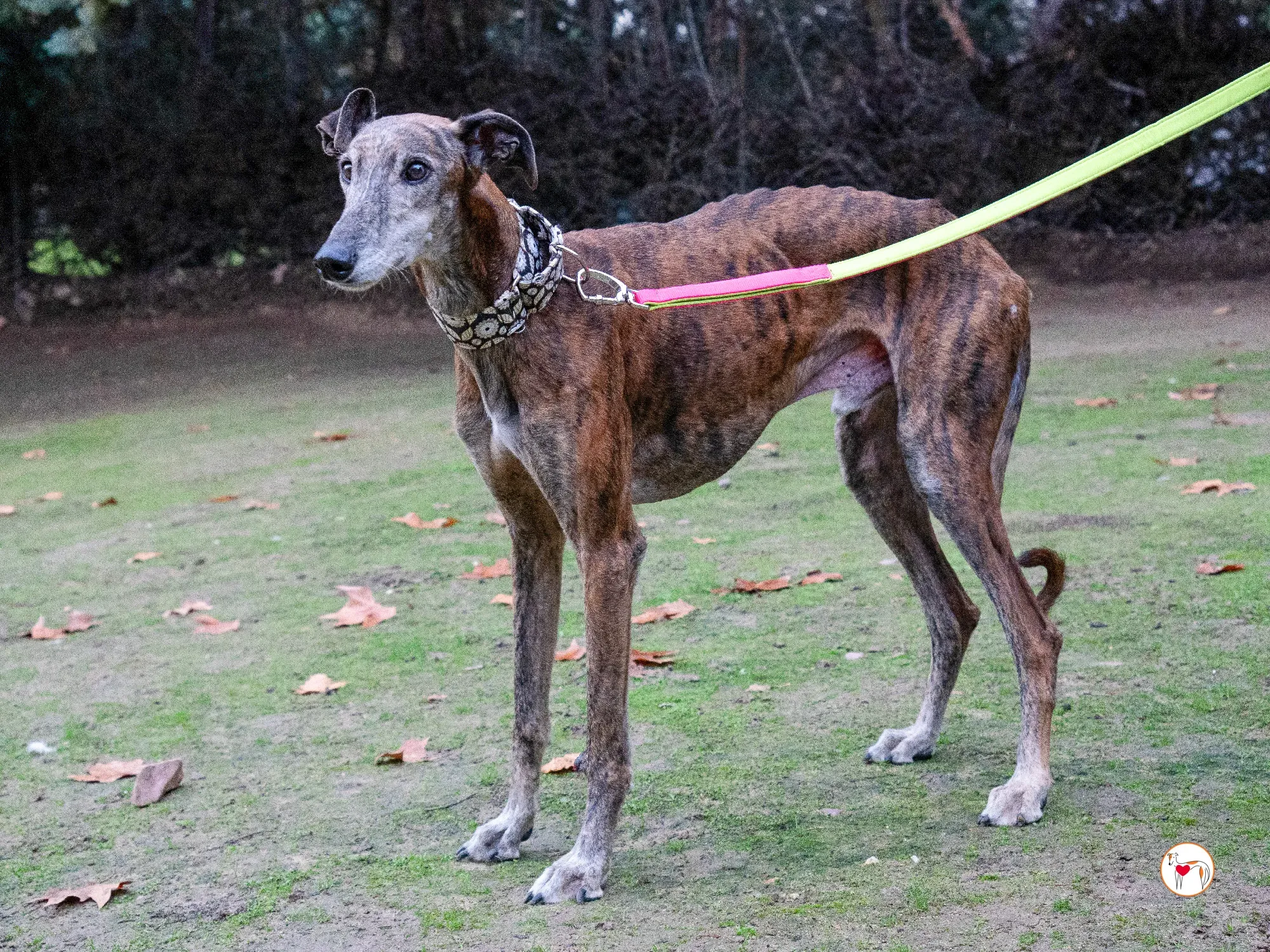 gizmo galgo adozione 7