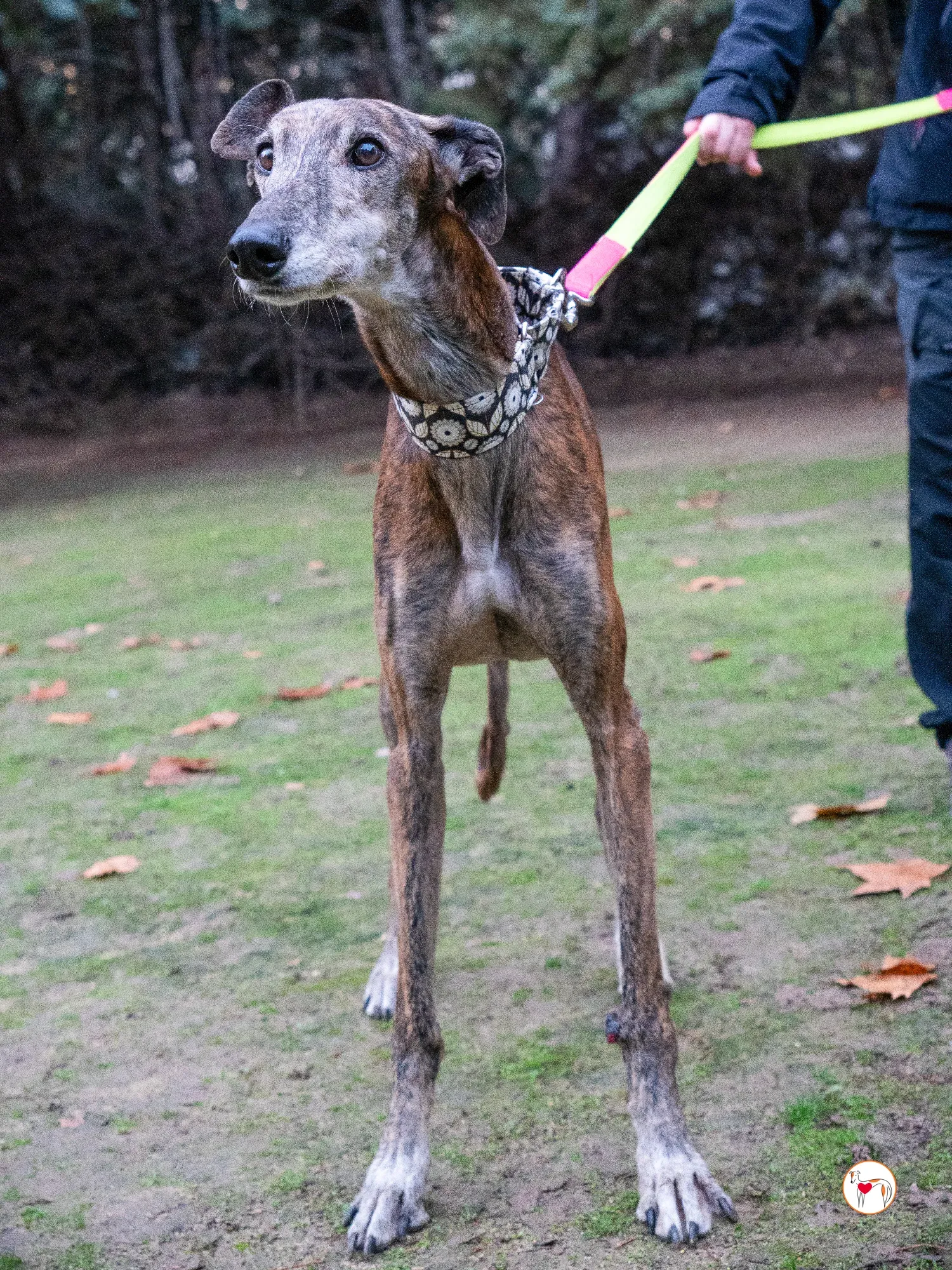 gizmo galgo adozione 8