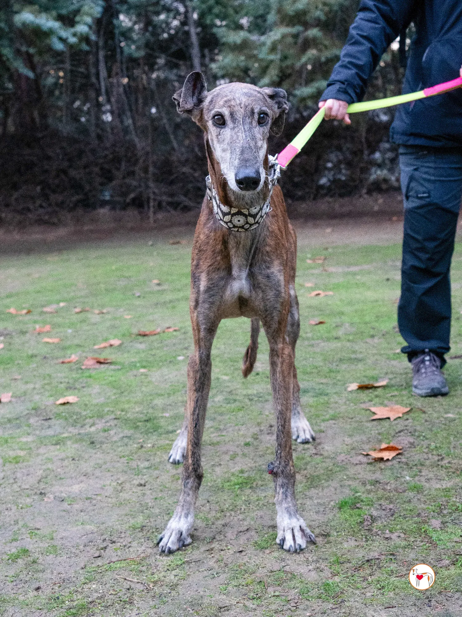 gizmo galgo adozione 9