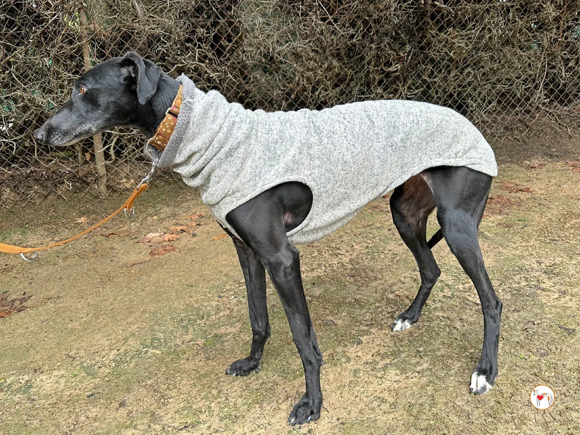 glenda galgo adozione 01