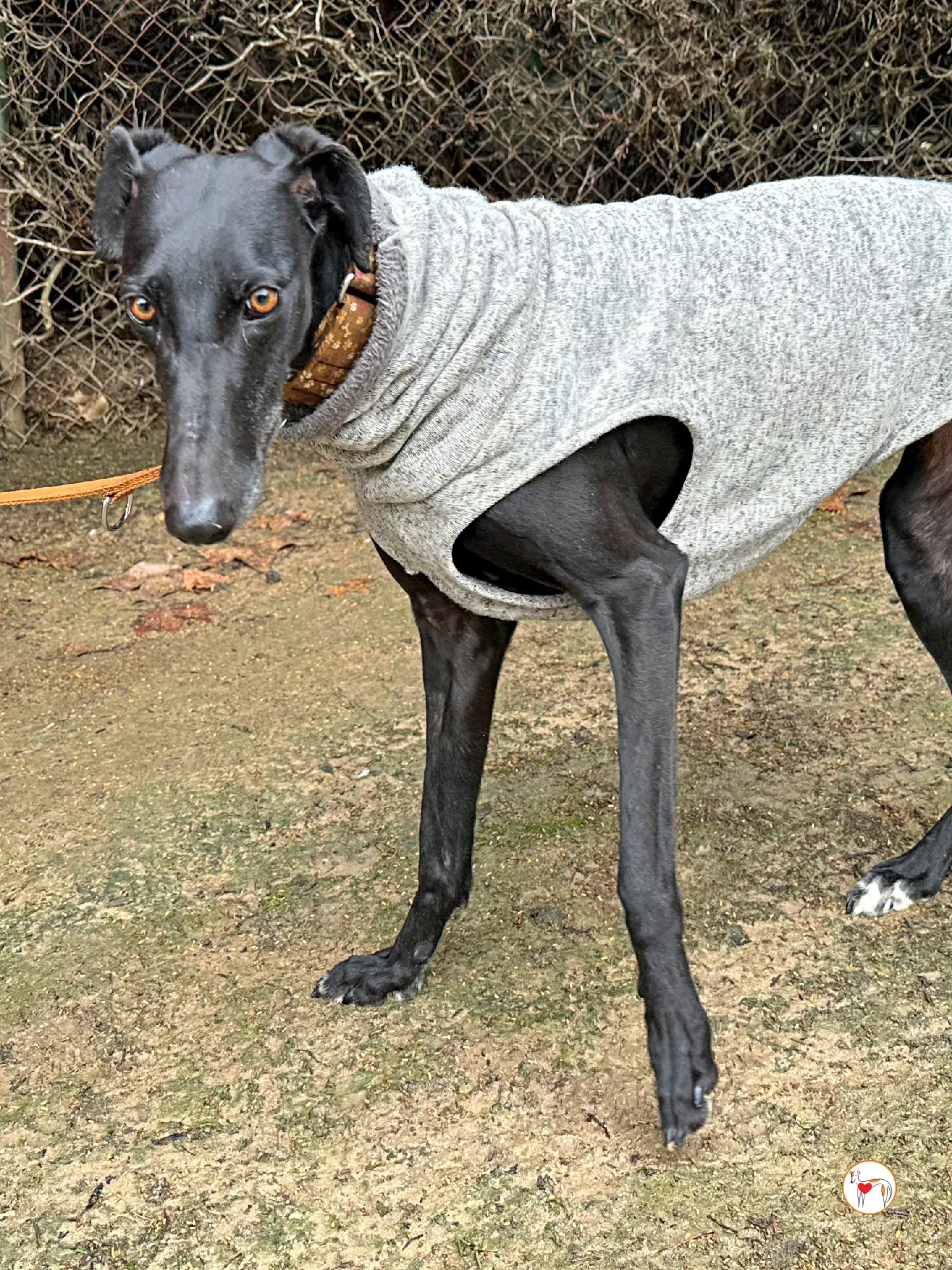 glenda galgo adozione 02