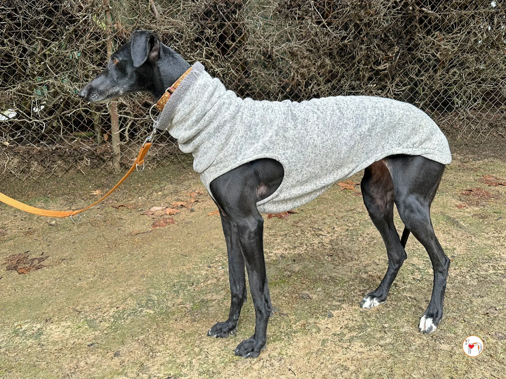 glenda galgo adozione 03