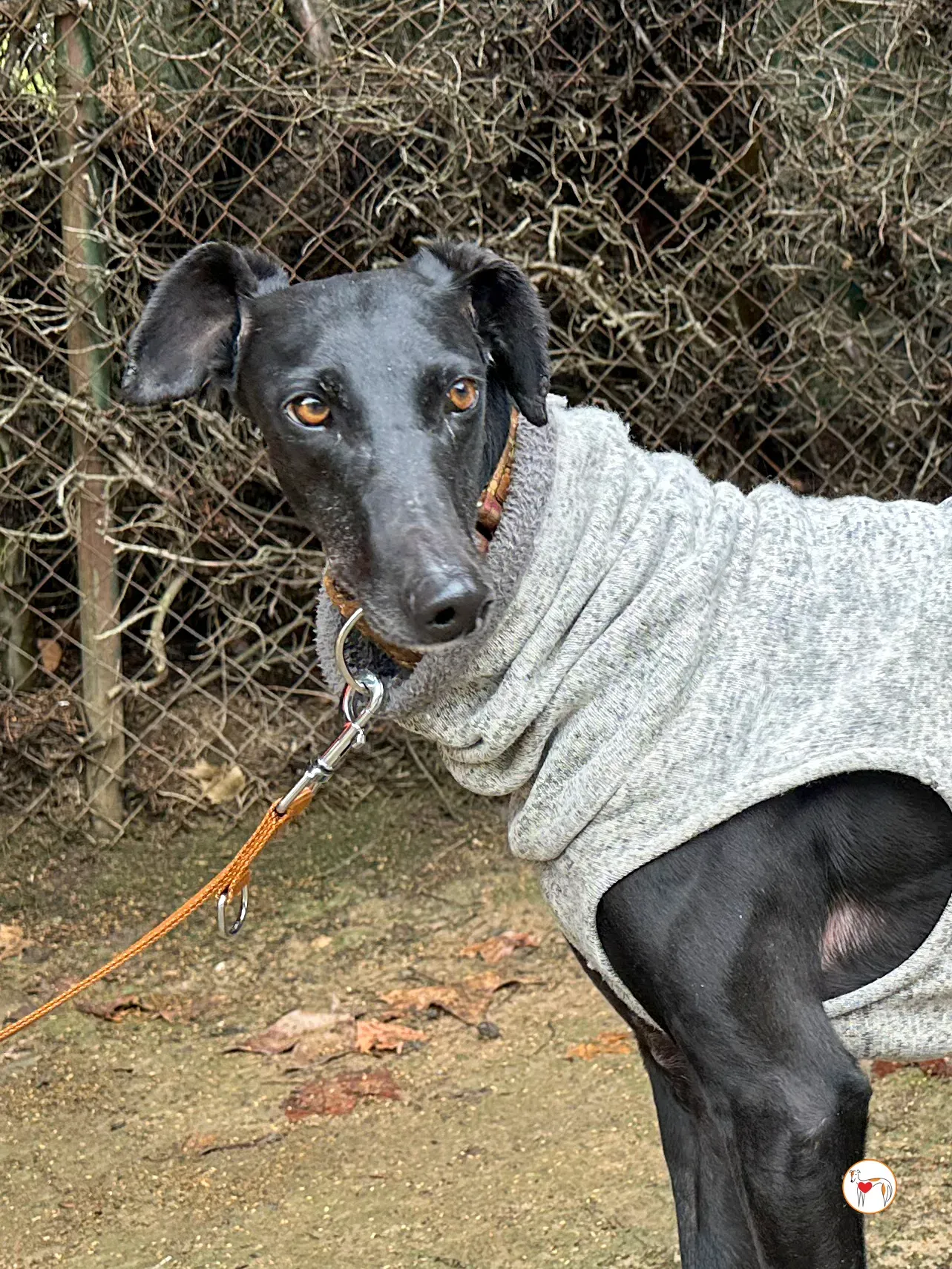 glenda galgo adozione 04