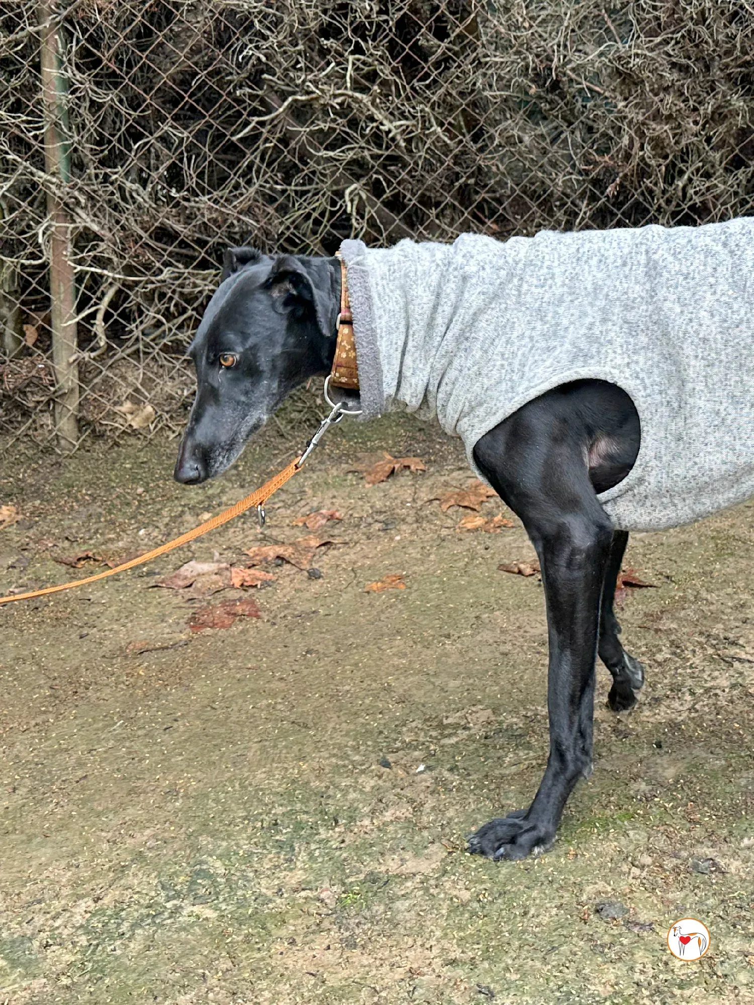 glenda galgo adozione 05