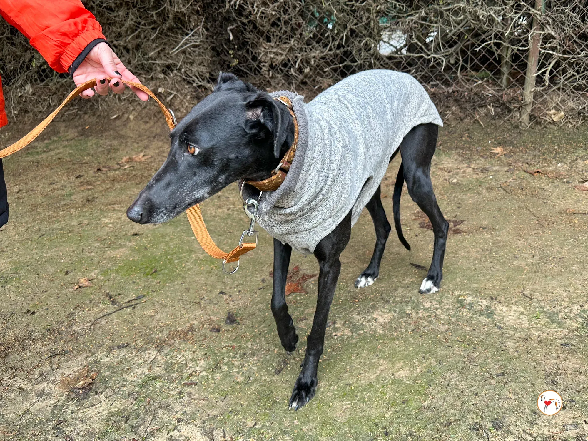 glenda galgo adozione 06